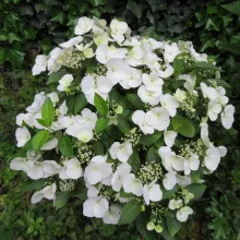 Hydrangea macr. 'Runaway Bride'