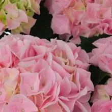 Hydrangea macr. 'Saxon Sonnenstein'®