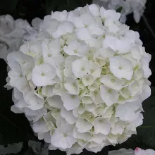 Hydrangea macr. 'Soeur Therese'