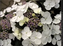 Hydrangea macr. 'Teller White'