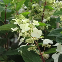 Hydrangea pan. 'Baby Lace'