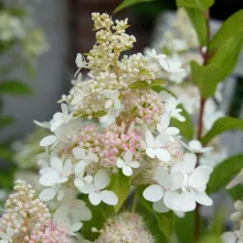 Hydrangea pan. 'Confetti'
