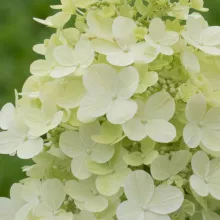 Hydrangea pan. 'Forever&Ever'® White