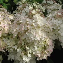 Hydrangea pan. 'Grandiflora'