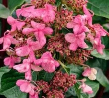 Hydrangea pan. 'Living infinity'®