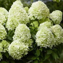 Hydrangea pan. Living 'Little Spooky'®