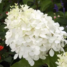Hydrangea pan. 'Phantom'