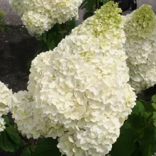 Hydrangea pan. 'Silver Dollar'