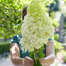 Hydrangea pan. 'Skyfall'®