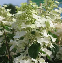 Hydrangea pan. 'Unique'