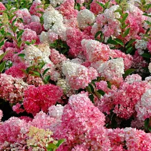 Hydrangea pan. 'Vanilla Fraise'®