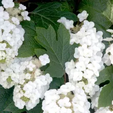 Hydrangea querc. 'Alice'®