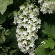 Hydrangea querc. 'Snowflake'