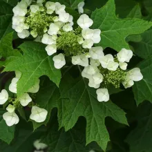 Hydrangea quercifolia