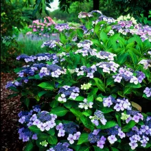 Hydrangea serrata 'Bluebird'