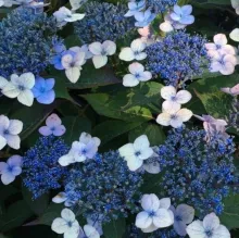 Hydrangea serrata 'Magic Pillow'