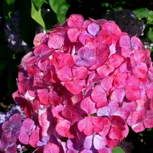 Hydrangea serrata 'Preziosa'