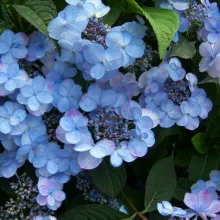 Hydrangea serrata 'Summer Glow'®