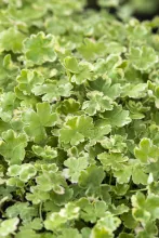 Hydrocotyle sib. 'Variegata'