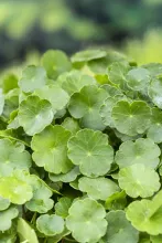 Hydrocotyle vulgaris