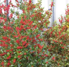 Ilex aquif. 'J.C. van Tol'