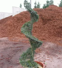 Ilex crenata 'Convexa'