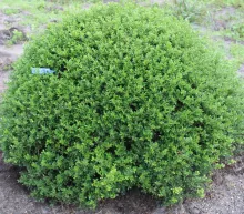 Ilex crenata 'Glorie Dwarf'®