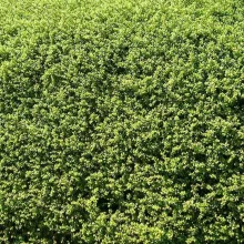 Ilex crenata 'Green Hedge'