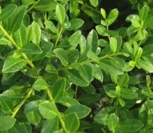 Ilex crenata 'Green Lustre'