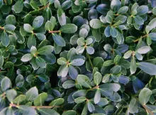 Ilex crenata 'Kinme'
