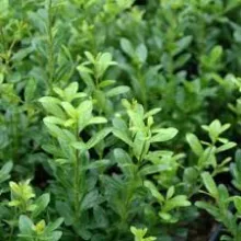 Ilex crenata 'Samurai'