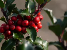 Ilex meserveae 'Blue Angel'