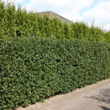 Ilex meserveae 'Blue Prince'