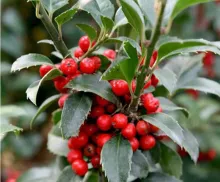 Ilex meserveae 'Heckenfee'®