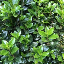 Ilex meserveae 'HeckenStar'®