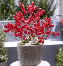Ilex verticillata 'Jingle Bells'
