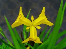 Iris pseudacorus