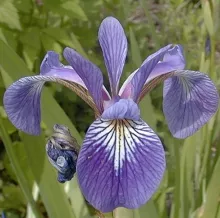 Iris versicolor