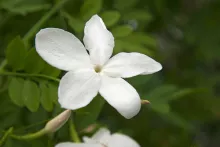 Jasminum officinale