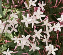 Jasminum polyanthum