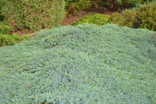 Juniperus squam. 'Blue Carpet'
