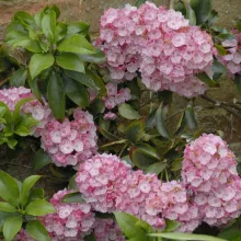 Kalmia lat. 'Tiddlywinks'