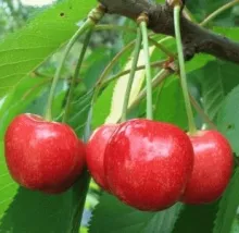 Kers 'Bigarreau NAPOLEON'