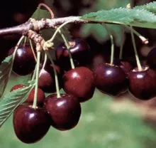 Kers 'Bigarreau SCHNEIDER'