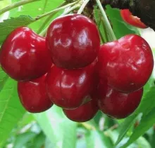 Kers 'Bigarreau VAN'