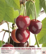 Kers DUO: 'HEDELFINGER/MEIKERS'