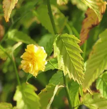 Kerria japonica 'Pleniflora'