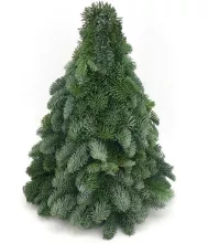 KERSTBOOM nobilis