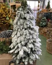 KERSTBOOM nobilis + Sneeuw