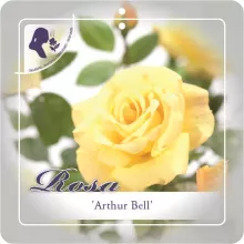 'Arthur Bell' Klimroos